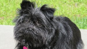 affenpinscher