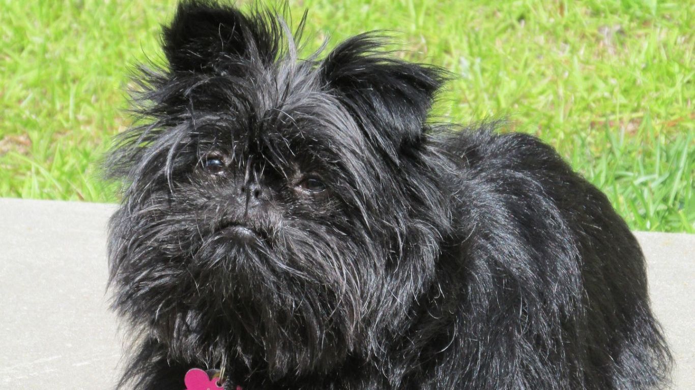 affenpinscher