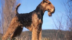 airedale-teriyeri