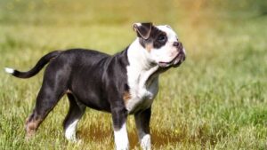 alapaha-blue-blood-bulldog