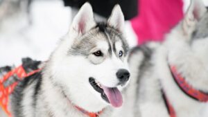 alaskan-husky