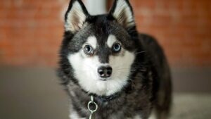 alaskan-klee-kai