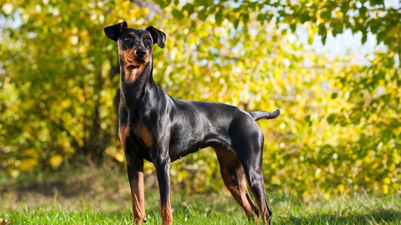 alman-pinscher