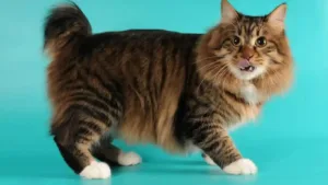 american-bobtail