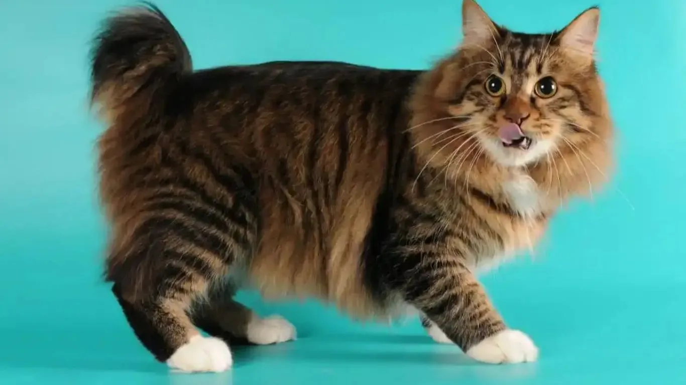american-bobtail