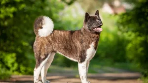 amerikan-akita