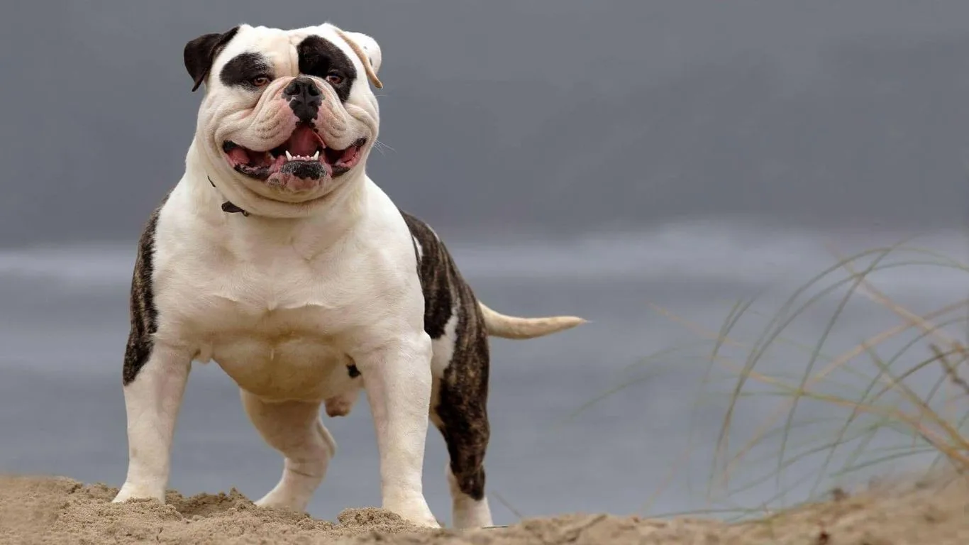 amerikan-bulldog