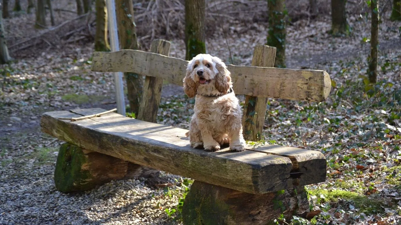 amerikan-cocker-spaniel