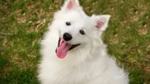 amerikan-eskimo-kopegi