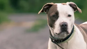 amerikan-pitbull-teriyeri