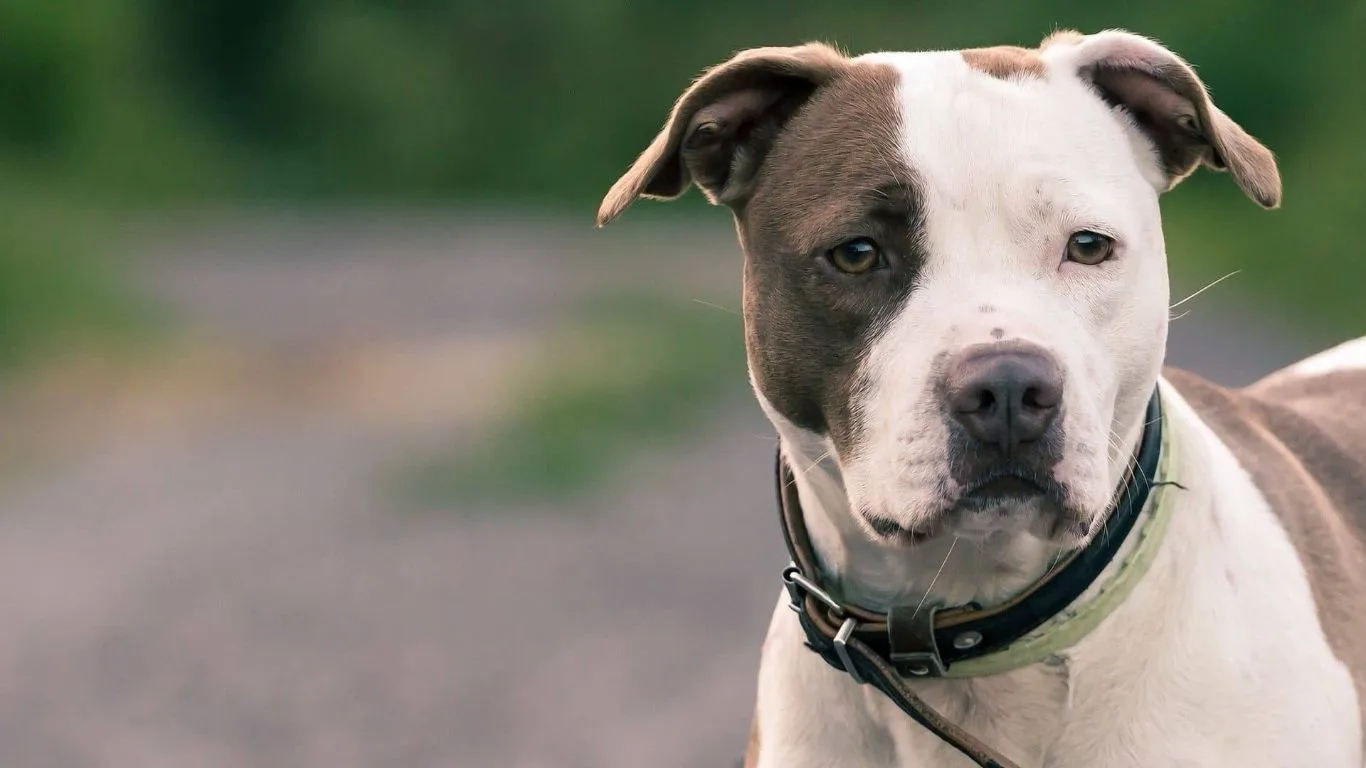 amerikan-pitbull-teriyeri