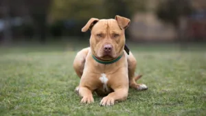 amerikan-staffordshire-teriyeri
