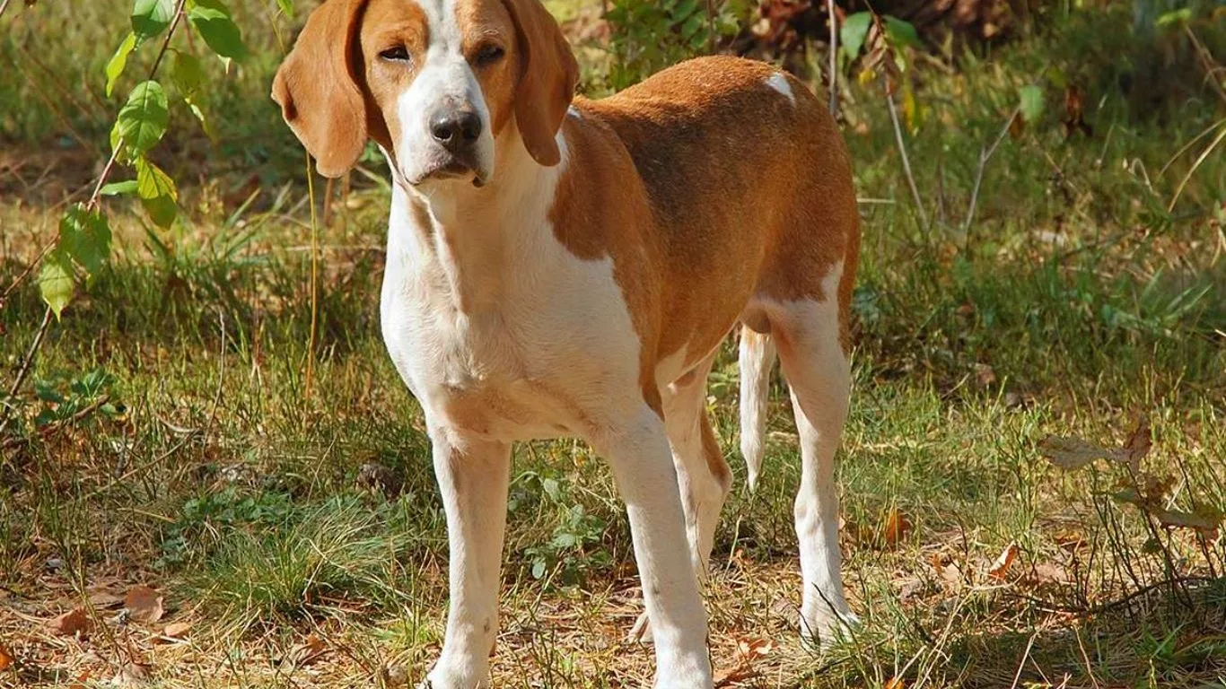 amerikan-tilki-tazisi