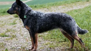 avustralya-sigir-coban-kopegi