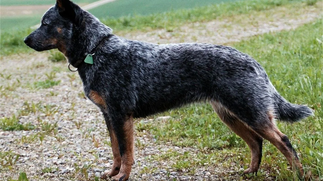 avustralya-sigir-coban-kopegi