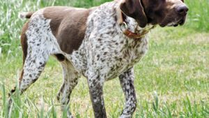 kisa-tuylu-alman-pointeri