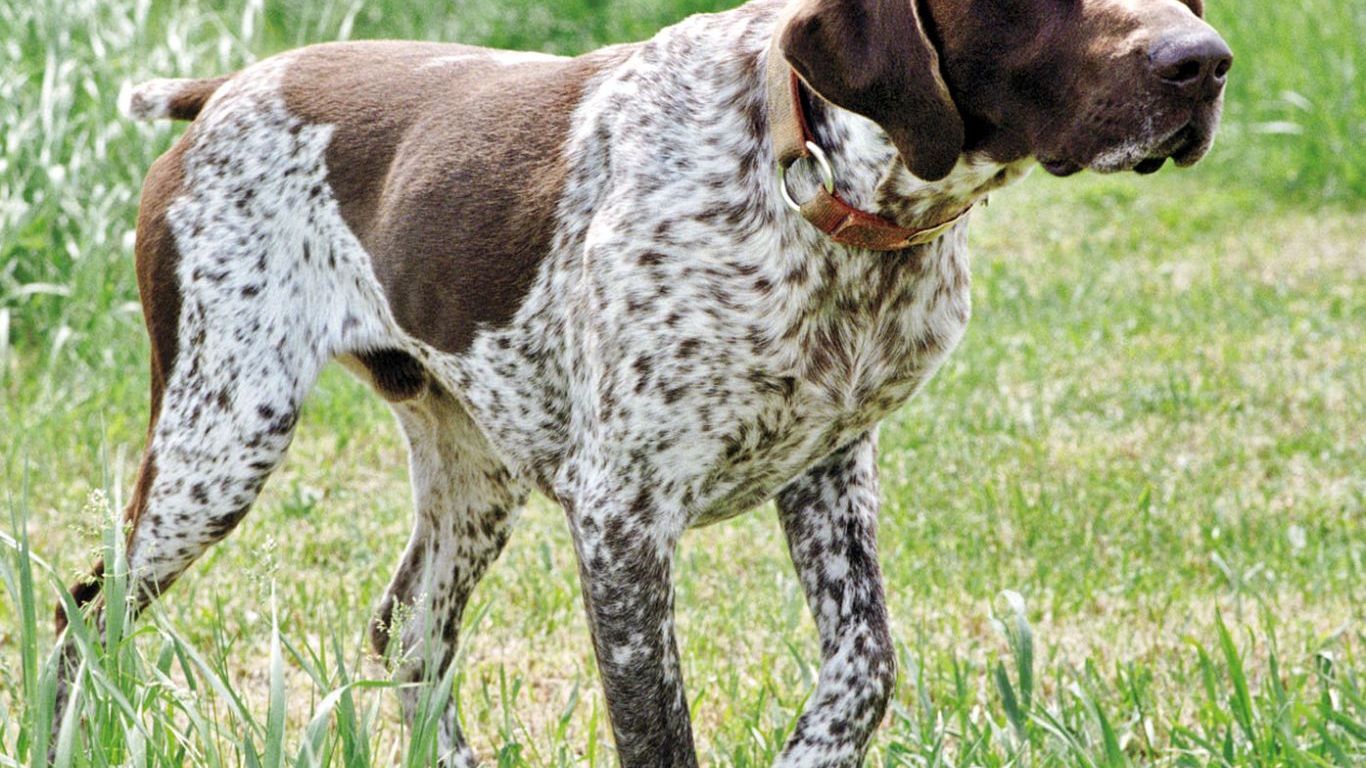 kisa-tuylu-alman-pointeri