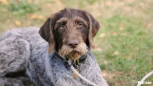 telsi-tuylu-alman-puanteri