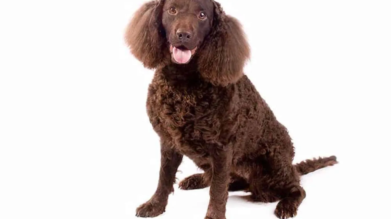 amerikan-su-spanyeli