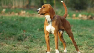 anglo-francais-de-petite-venerie