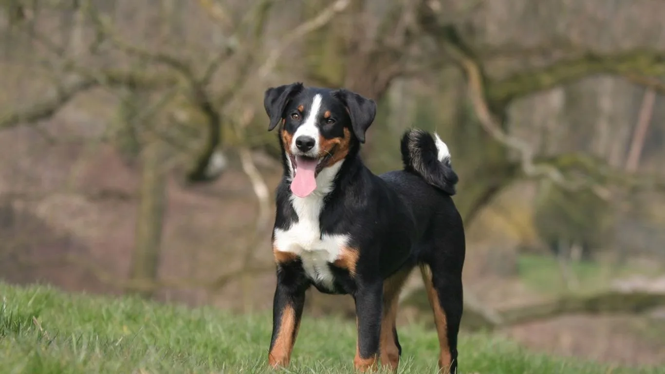 appenzeller-sennenhund