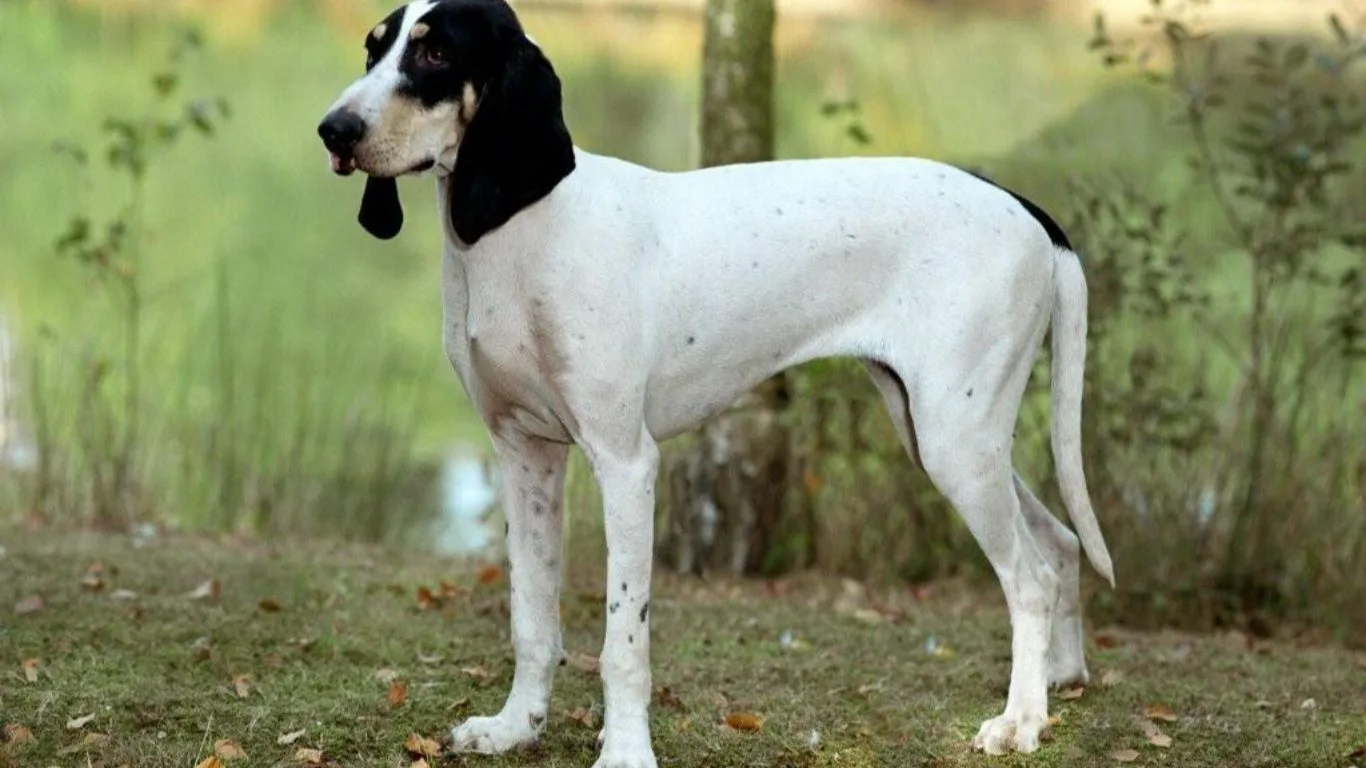 ariegeois