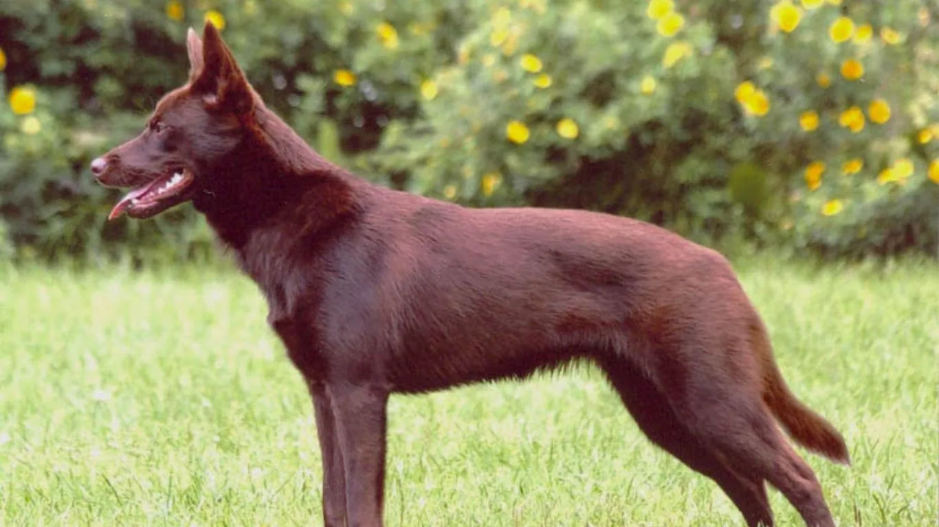 australian-kelpie