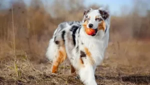 australian-shepherd