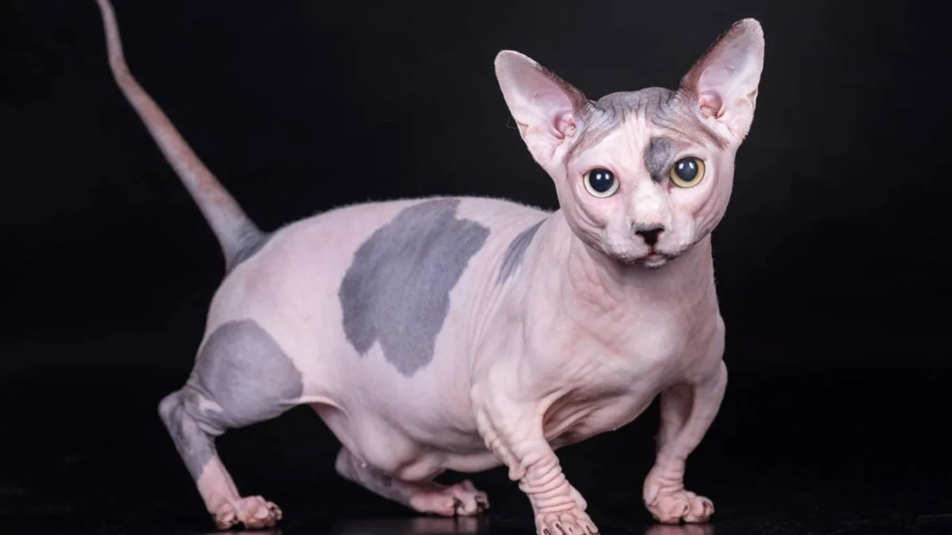 bambino