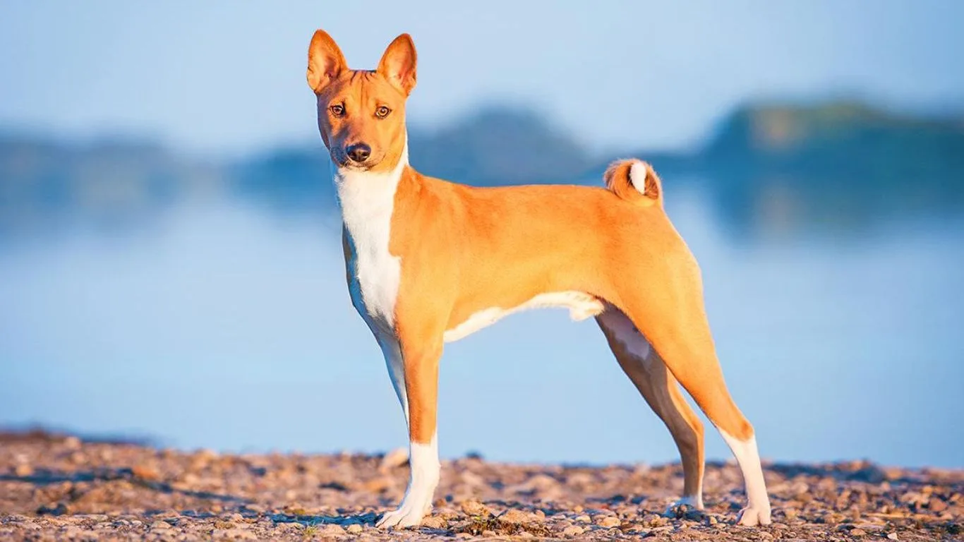 basenji