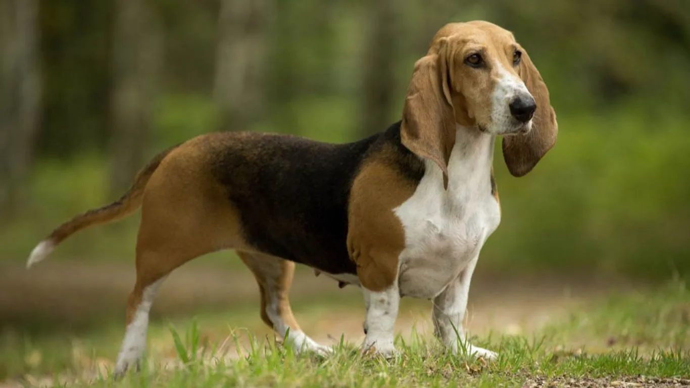 basset-artesien-normand