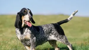 basset-bleu-de-gascogne