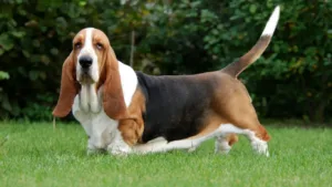 basset-hound