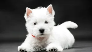 bati-highland-beyaz-teriyeri