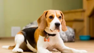 beagle