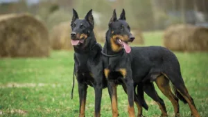 beauceron