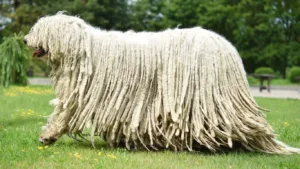 bergamasco-coban-kopegi
