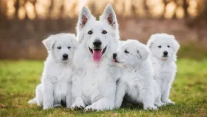 berger-blanc-suisse