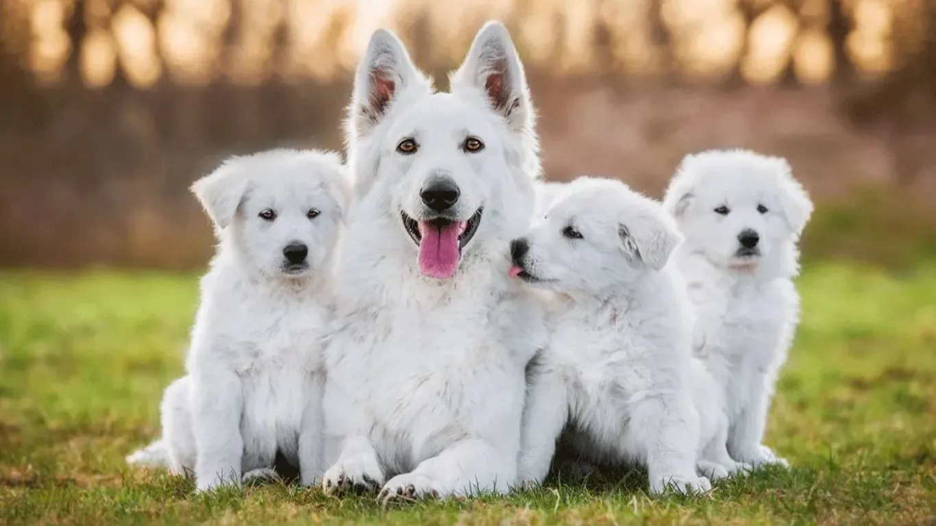 berger-blanc-suisse