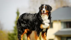 bernese-dag-kopegi