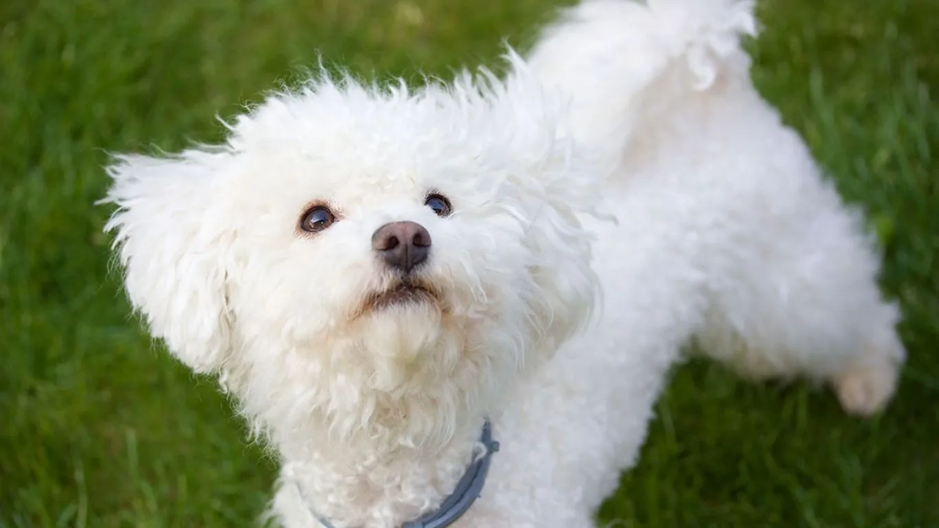 bichon-bolognese