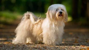 bichon-havanese
