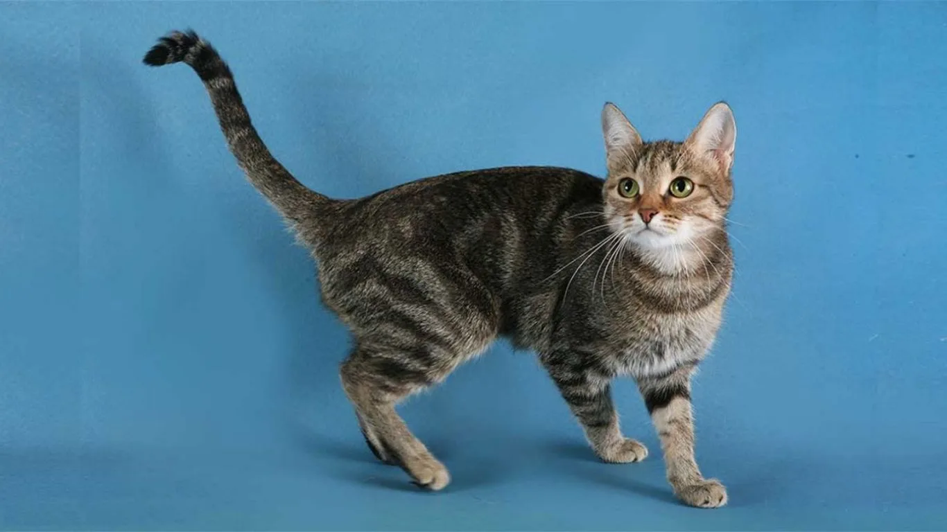 brazilian-shorthair