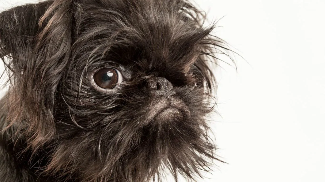 bruksel-griffonu