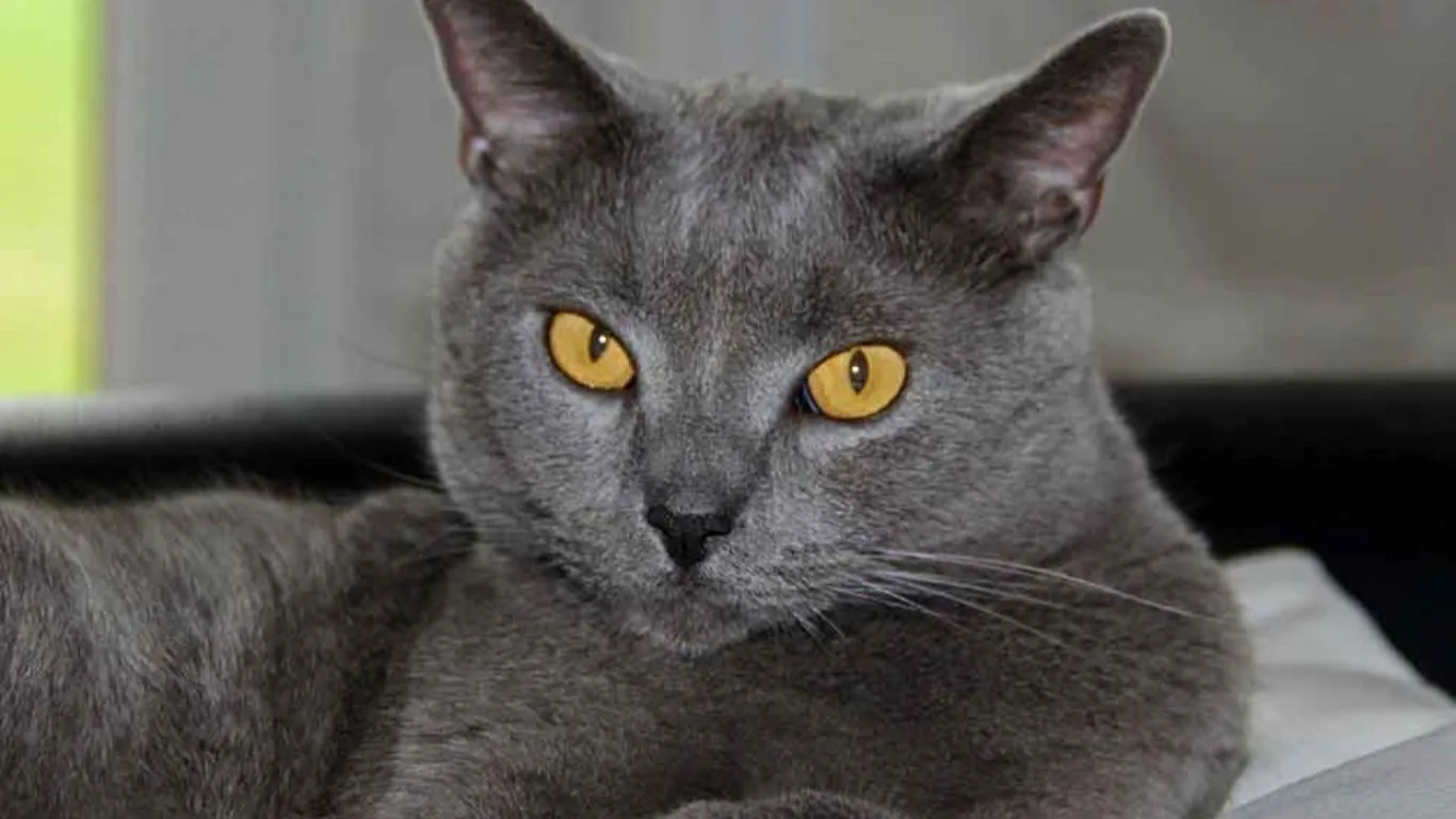 chartreux