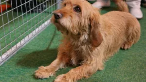 fawn-brittany-basset