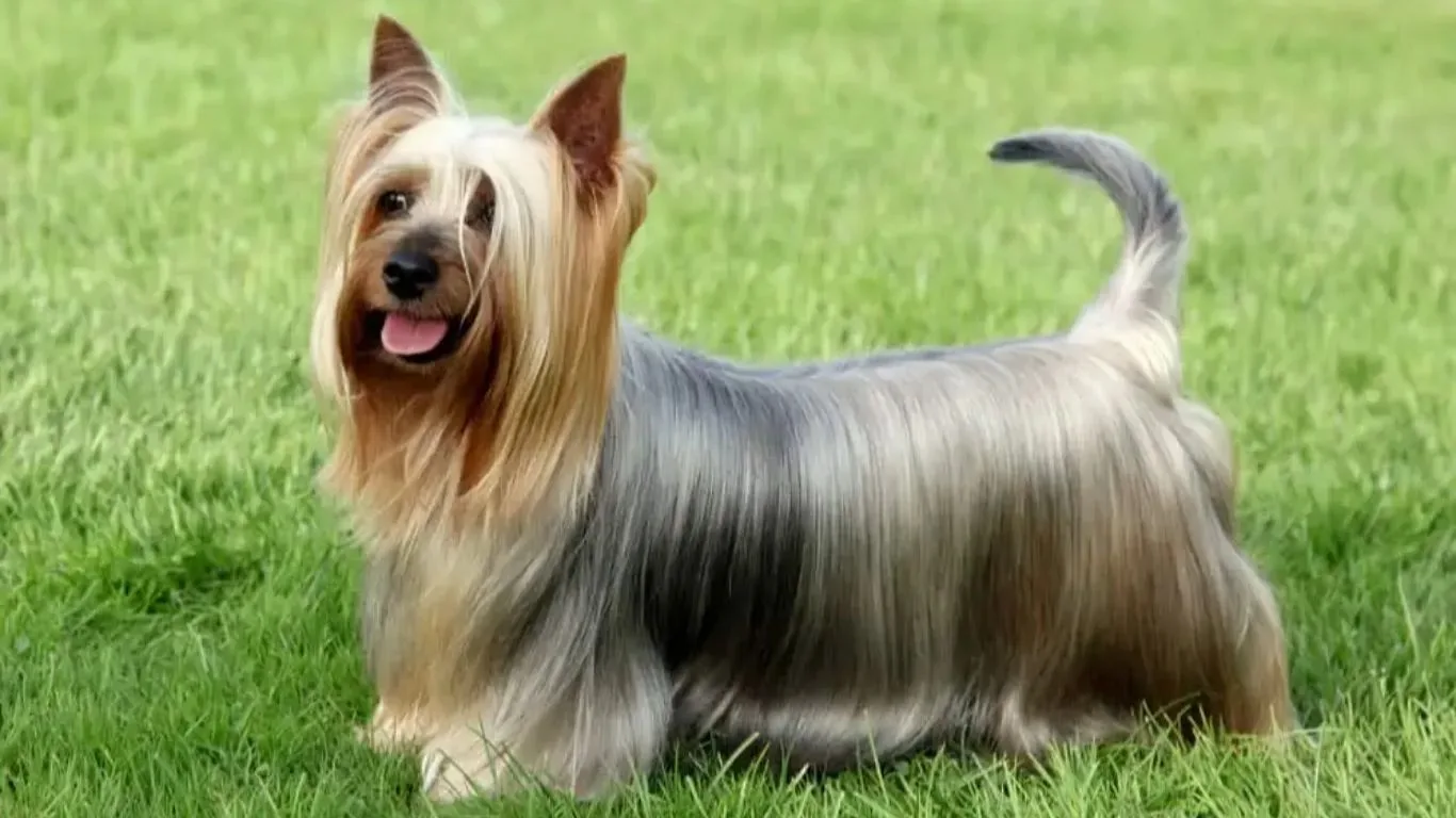 silky-terrier