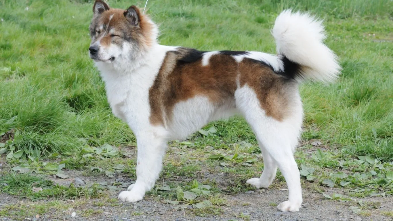 thai-bangkaew-dog