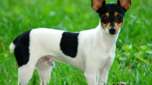 toy-fox-terrier