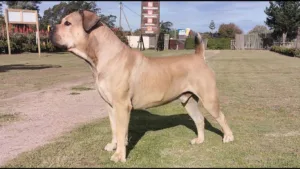 boerboel